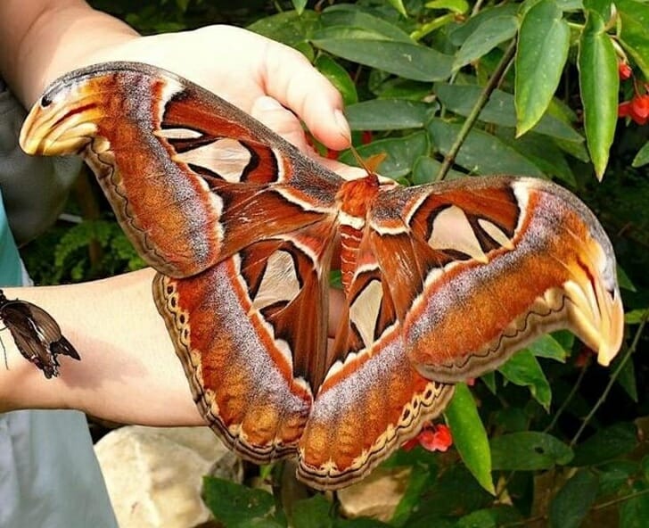 Animais muito grandes - mariposa gigante