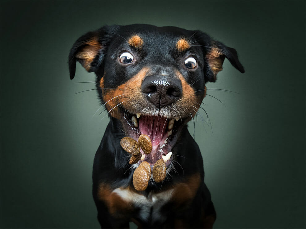 15 Fotos Hilárias de Cães Tiradas Antes de Abocanhar Petiscos!