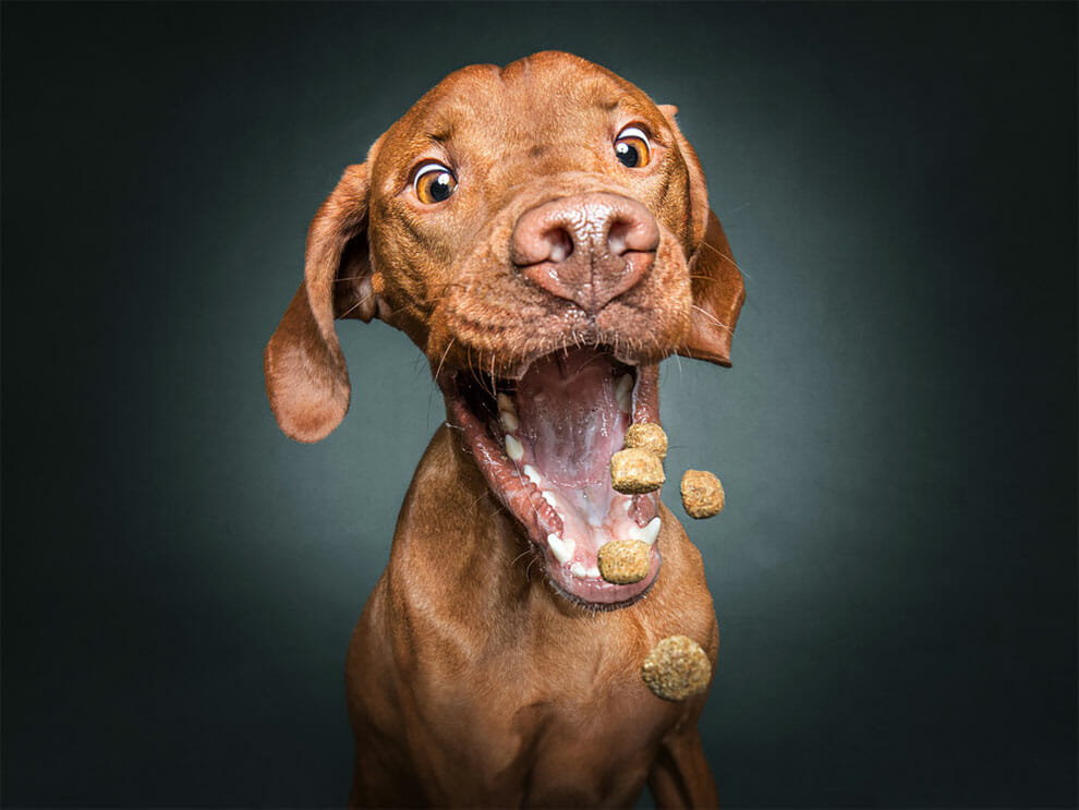 15 Fotos Hilárias de Cães Tiradas Antes de Abocanhar Petiscos!