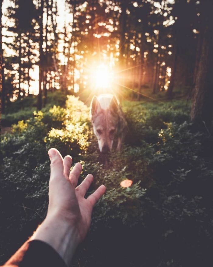 37 Fotos Perfeitas De Um Cão Lobo Em Cenários Incríveis