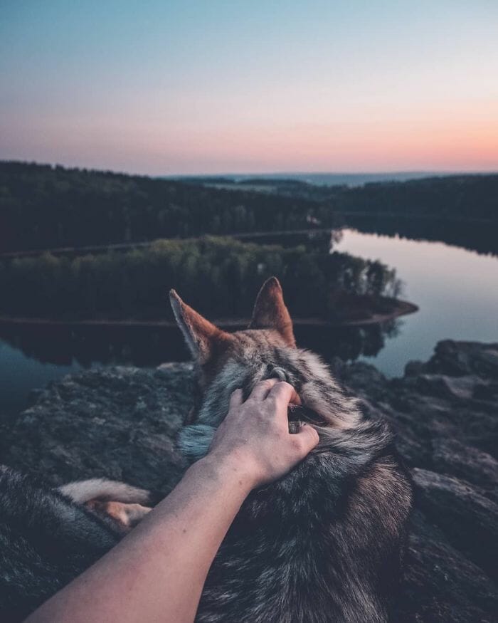 37 Fotos Perfeitas De Um Cão Lobo Em Cenários Incríveis