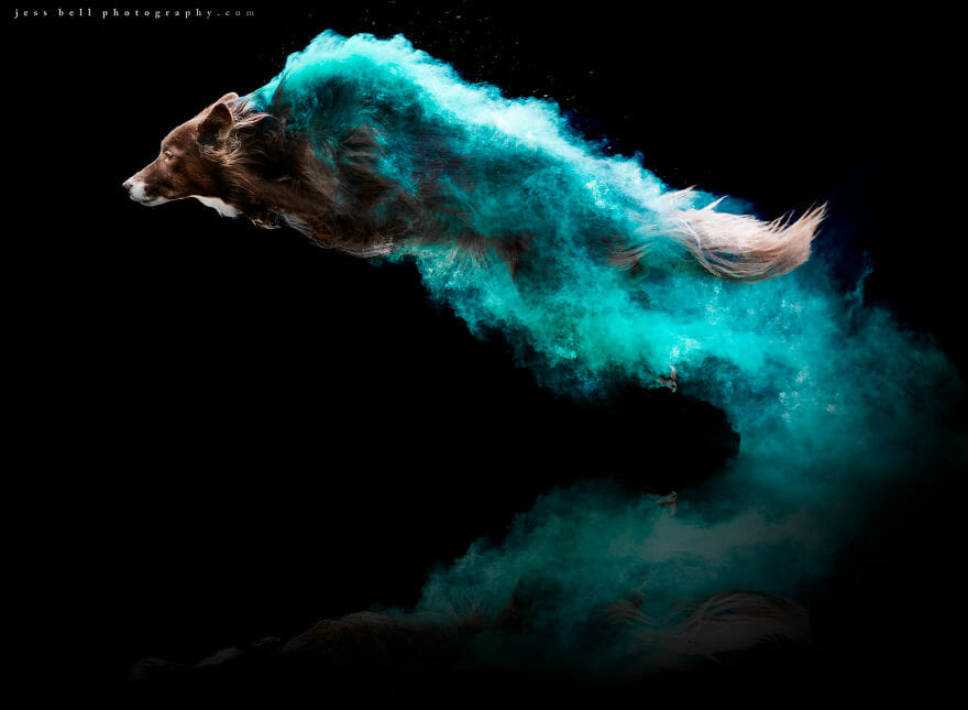 Fotógrafa Polvilhou Pó Colorido Sobre Cães Em Movimento e As Imagens Ficaram Incríveis