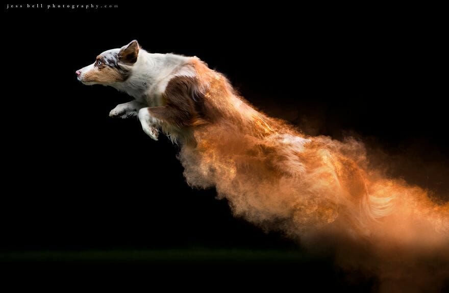 Fotógrafa Polvilhou Pó Colorido Sobre Cães Em Movimento e As Imagens Ficaram Incríveis