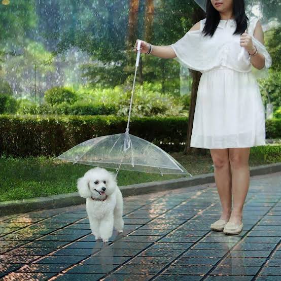 guarda-chuva para cachorro