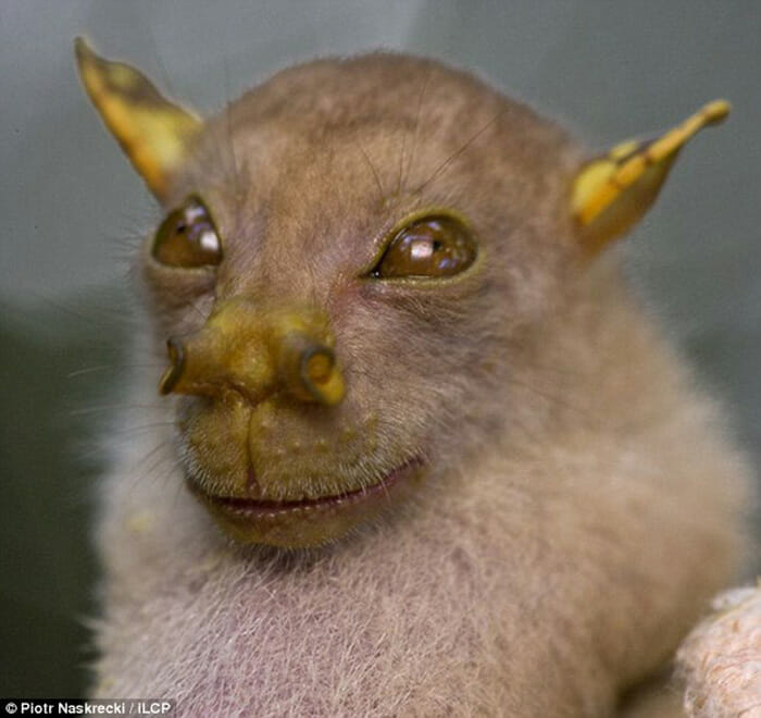 Morcego Mestre Yoda é Descoberto em Papua Nova Guiné
