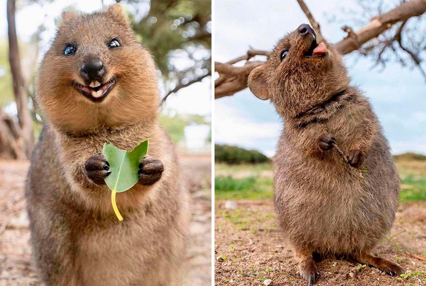 10 Fotos do Quokka - o Animal Mais Feliz do Mundo - Para Alegrar o Seu Dia!