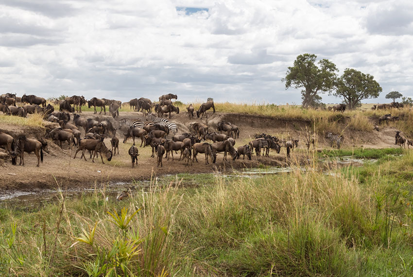 Parque Nacional de Serengeti, Tanzânia