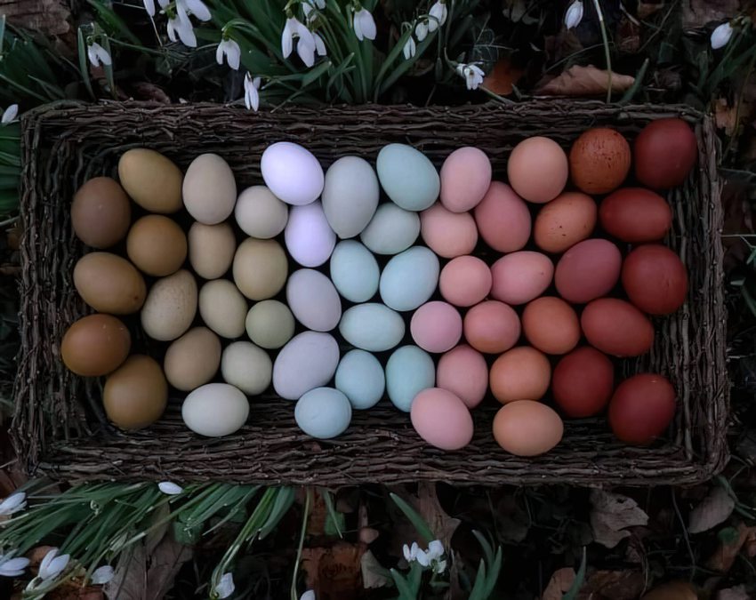 ovos de cores diferentes