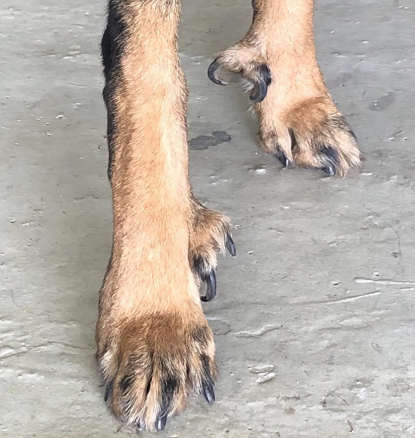 Cachorro com dedos extras na parte de trás das patas