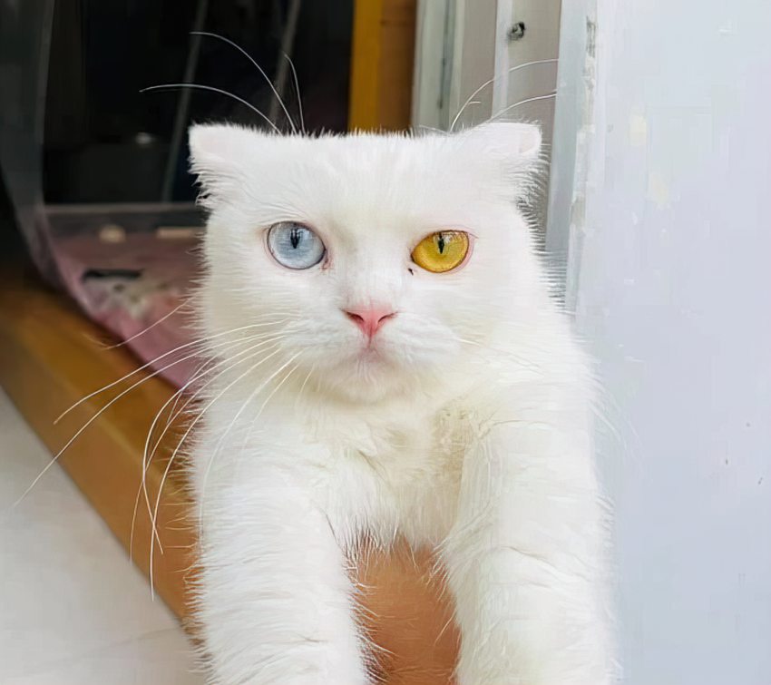 gato com olhos de duas cores