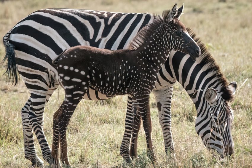 Zebra com bolinhas ao invés de listras